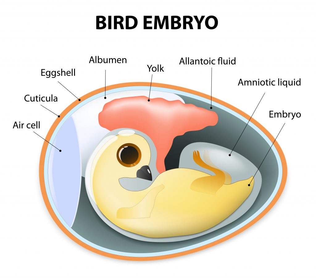 Bird Chicken Embryo Anatomy Organ Parts Egg Embryo Diagram Cross My Xxx Hot Girl