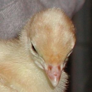 Turkey poult whose beak was trimmed with infrared light