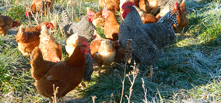 CAUSES OF LAMENESS IN POULTRY Small and backyard poultry