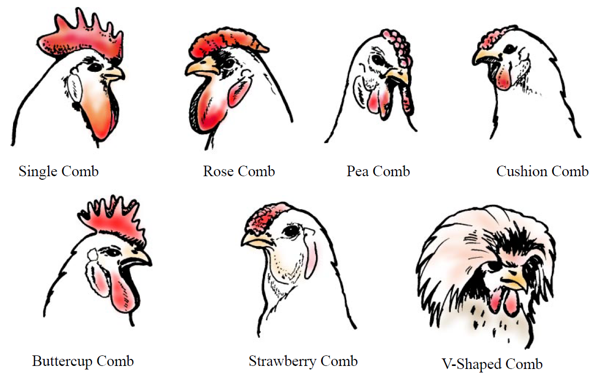 External Anatomy Of Chickens Small And Backyard Poultry