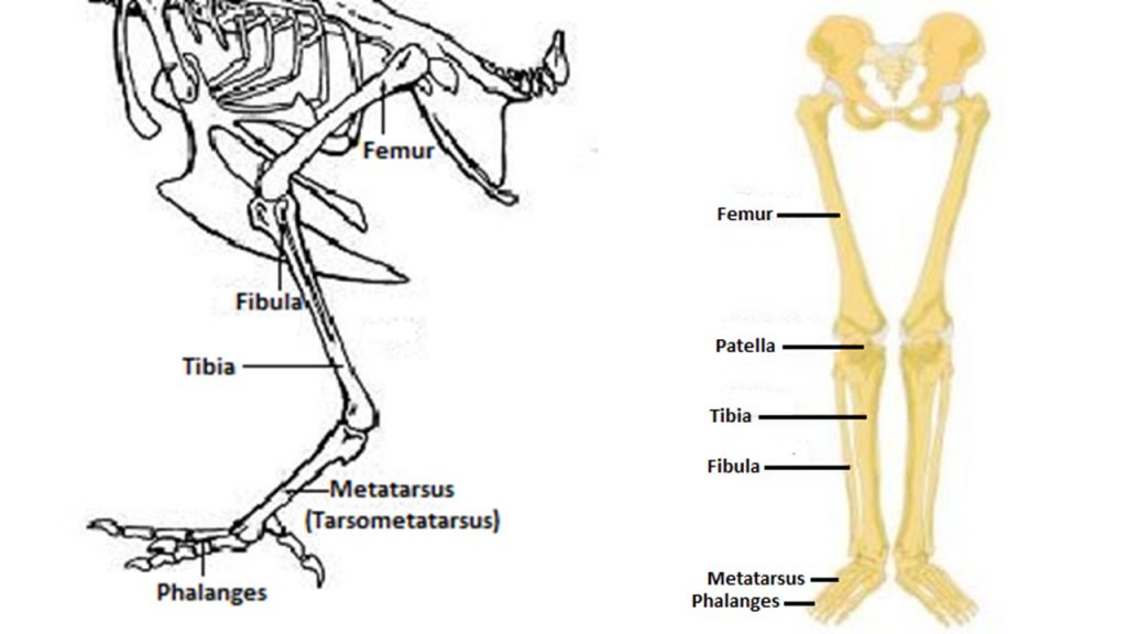 vergelijking van botten van kippen (links) en menselijke (rechts) benen
