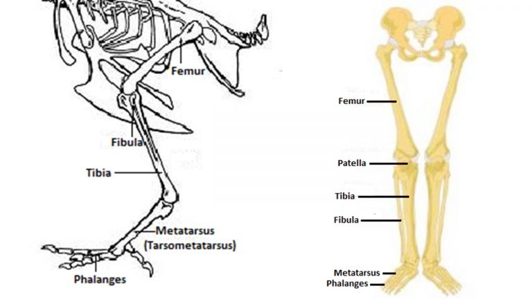 EXTERNAL ANATOMY OF CHICKENS – Small and backyard poultry