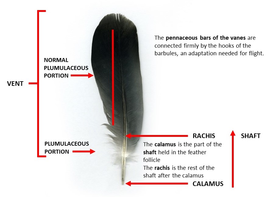 Parts Of A Feather Of A Bird