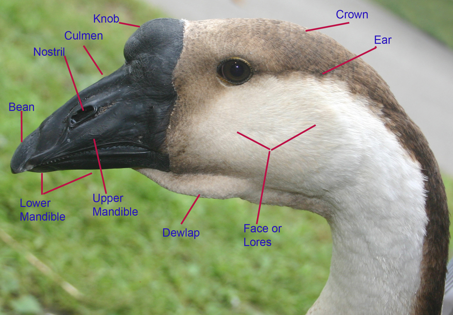 EXTERNAL ANATOMY OF GEESE – Small and backyard poultry