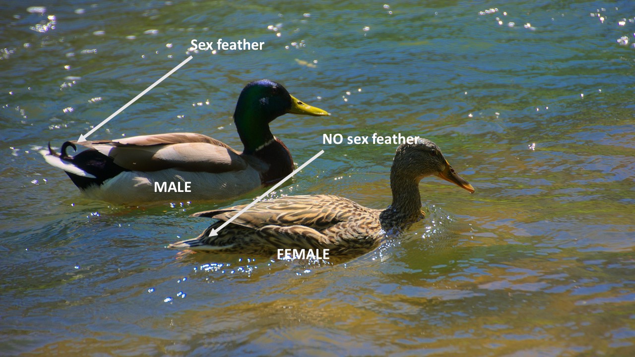 EXTERNAL ANATOMY OF DUCKS – Small and backyard poultry