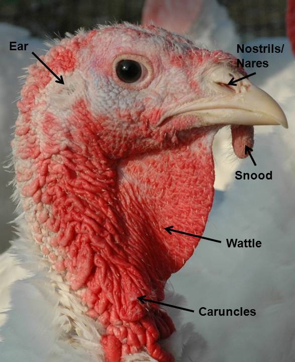 Labeled parts of a turkey's head