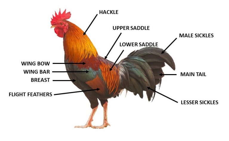 anatomy-of-a-feather-small-and-backyard-poultry