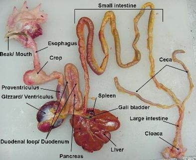 Labeled dirgestive tract