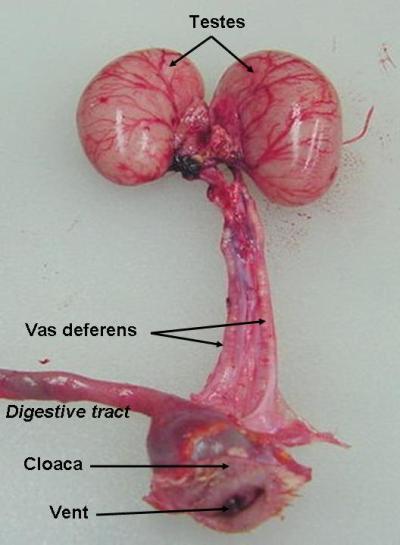 ニワトリの雄の生殖管
