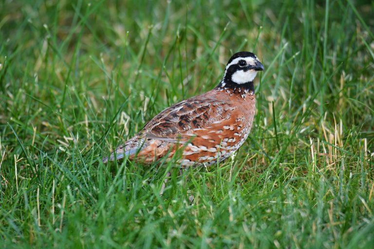 RAISING BOBWHITE QUAIL SMALL AND BACKYARD FLOCK Small and backyard