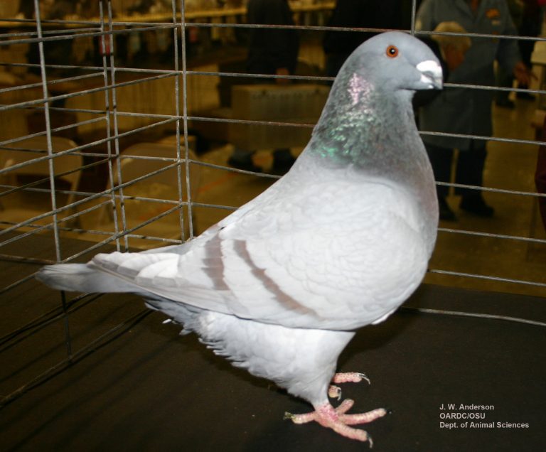 Raising pigeon