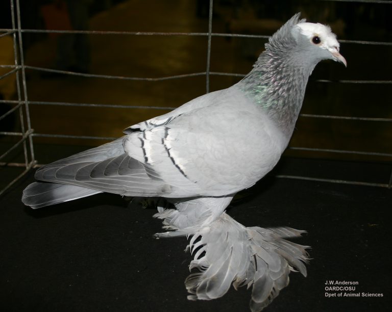 Foto de um pombo de exposição