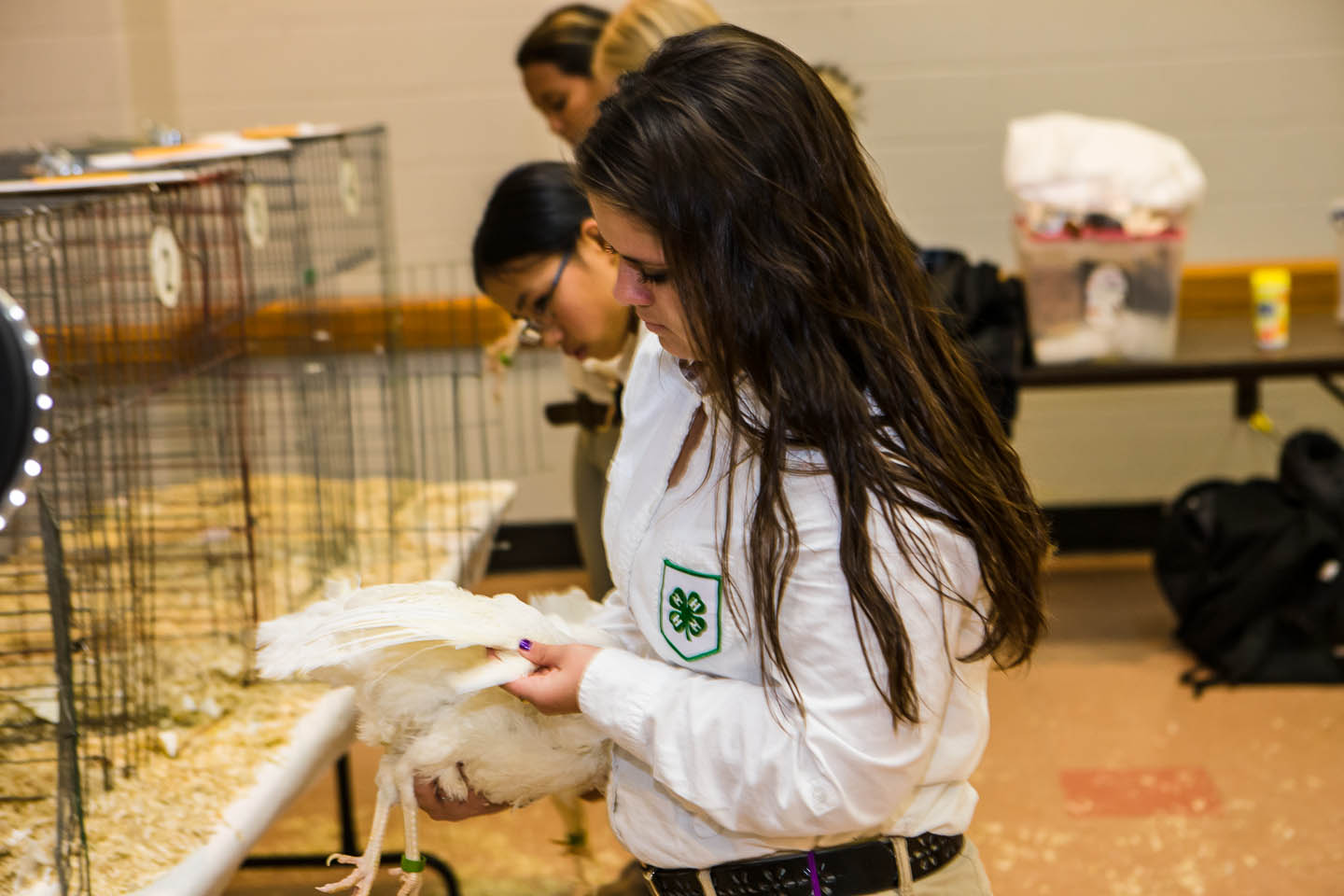 NATIONAL POULTRY JUDGING CONTEST – Small and backyard poultry