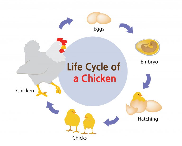 AVIAN EMBRYOLOGY – Small and backyard poultry