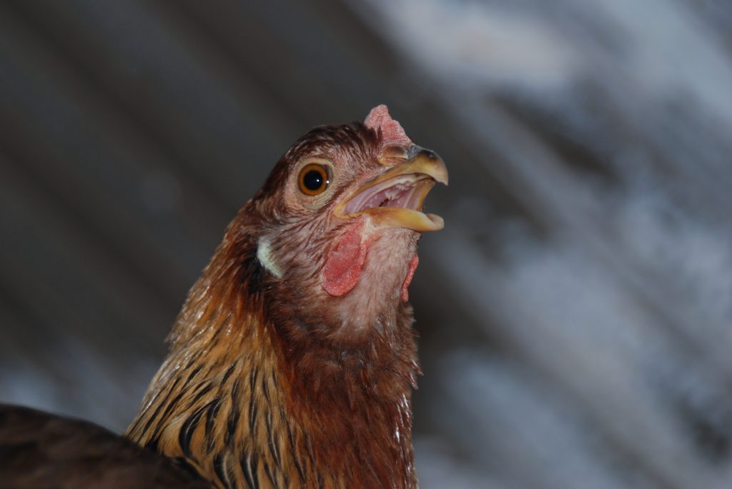 Hen panting as a copying measure for heat stress