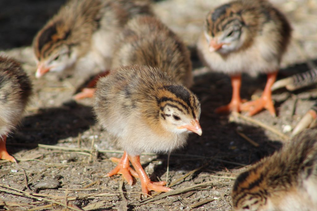 RAISING GUINEA FOWL IN SMALL AND BACKYARD FLOCKS – Small and backyard ...