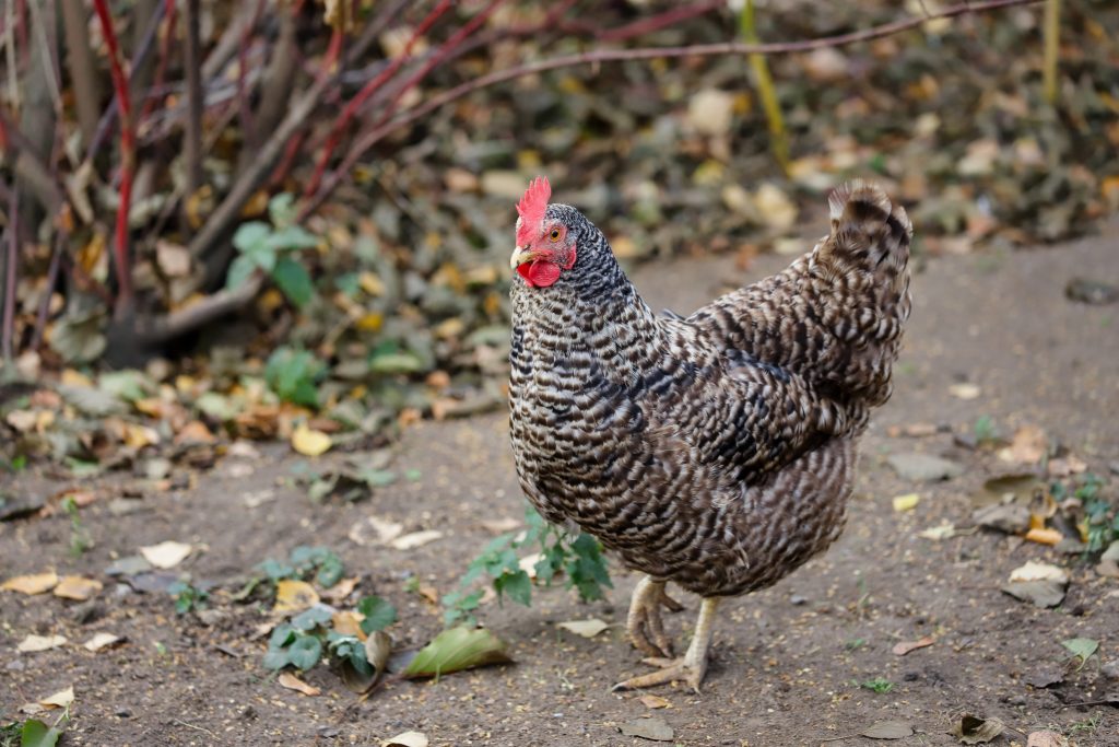 SEXING DAY-OLD CHICKS – Small and backyard poultry