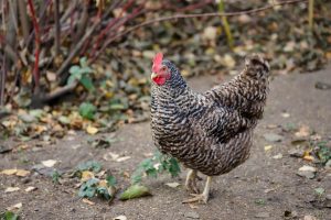 Barred Plymouth Rock female