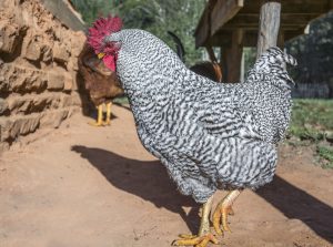 Barred Plymouth Rock male chicken