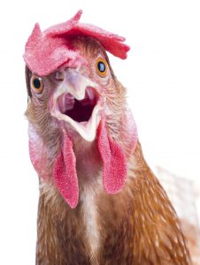 Chicken head closeup