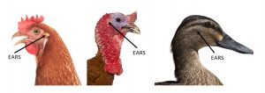 Location of the ears on a chicken, turkey, and duck