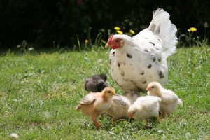 Hen foraging with chicks