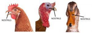 Location of nostrils in chickens, turkeys and ducks