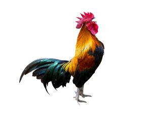 Rooster crowing