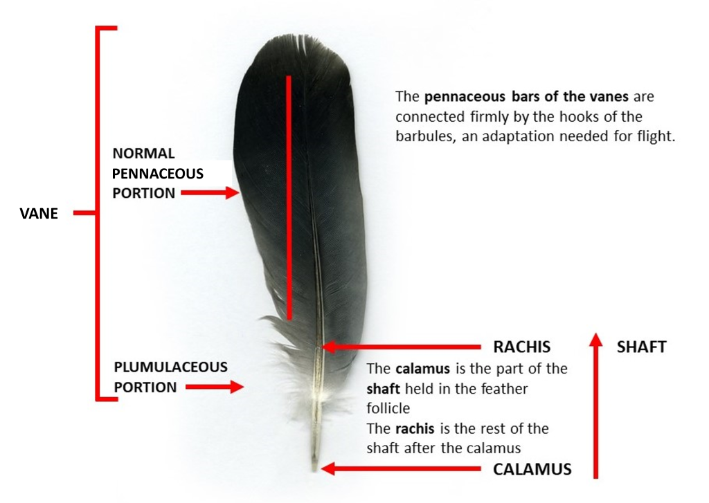 Illustration showing the various parts of a flight feather.