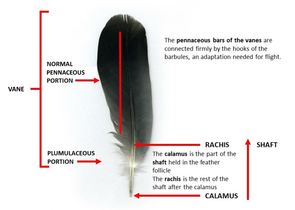 The Parts of a Feather and How Feathers Work